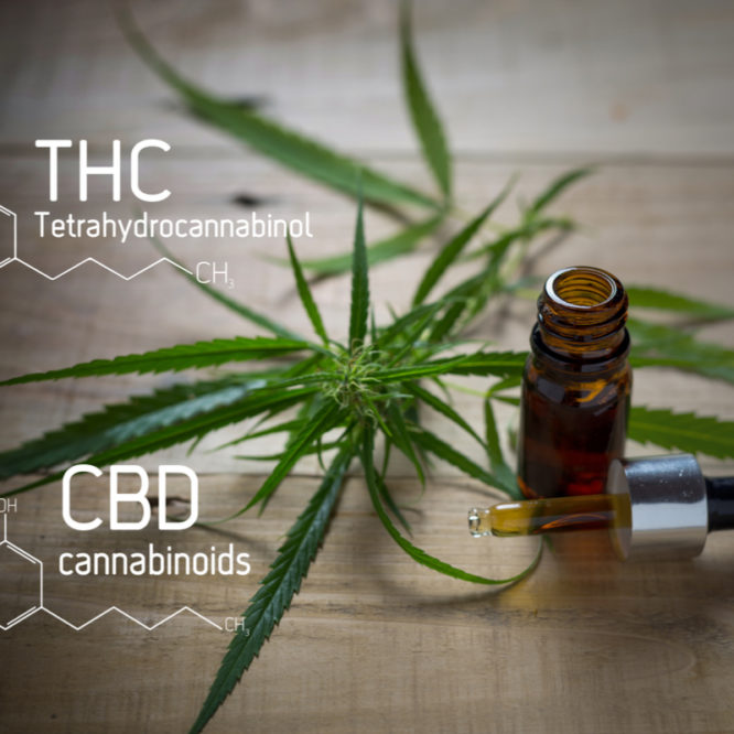 CBD vs THC: What's The Difference?